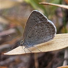 Zizina otis (Common Grass-Blue) at Bombay, NSW - 19 Oct 2024 by MatthewFrawley