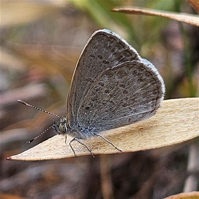 Zizina otis (Common Grass-Blue) at Bombay, NSW - 19 Oct 2024 by MatthewFrawley