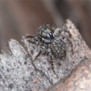 Salticidae (family) at Hall, ACT - 19 Oct 2024