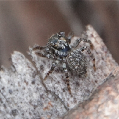 Maratus griseus at Hall, ACT - 19 Oct 2024 by Anna123