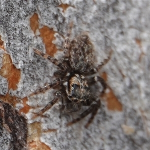 Salticidae (family) at Hall, ACT - 19 Oct 2024