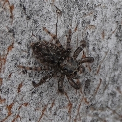 Salticidae (family) at Hall, ACT - 19 Oct 2024