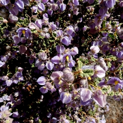 Unverified Other Shrub at Meadow, WA - 11 Sep 2024 by Paul4K