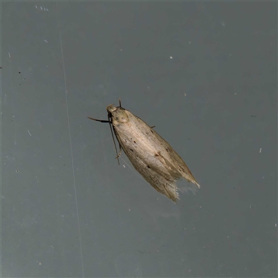 Atalopsis heniocha at  - suppressed by DPRees125