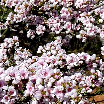 Unverified Other Shrub at Nerren Nerren, WA - 11 Sep 2024 by Paul4K