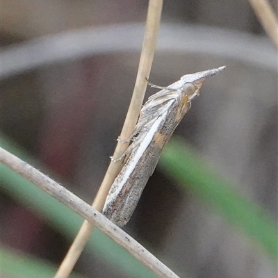 Etiella behrii (Lucerne Seed Web Moth) at Hall, ACT - 19 Oct 2024 by Anna123