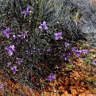 Thysanotus manglesianus (Mangles' Fringed Lily) at Nerren Nerren, WA - 11 Sep 2024 by Paul4K