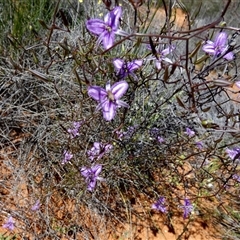 Thysanotus manglesianus at Nerren Nerren, WA - 11 Sep 2024 03:04 PM