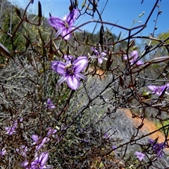 Thysanotus manglesianus at Nerren Nerren, WA - 11 Sep 2024 03:04 PM