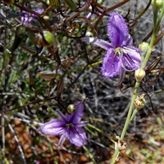 Thysanotus manglesianus at Nerren Nerren, WA - 11 Sep 2024 03:04 PM