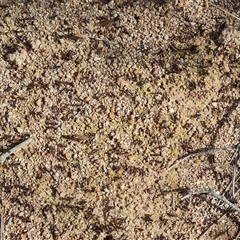 Iridomyrmex purpureus (Meat Ant) at Symonston, ACT - 19 Oct 2024 by Mike