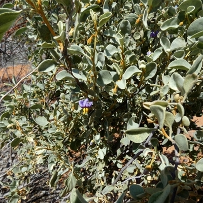 Solanum lasiophyllum (Flannel Bush) at Nerren Nerren, WA - 11 Sep 2024 by Paul4K