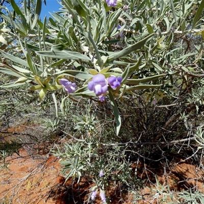 Unverified Other Shrub at Nerren Nerren, WA - 11 Sep 2024 by Paul4K