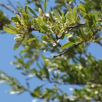 Unverified Other Tree at Ajana, WA - 11 Sep 2024 by Paul4K