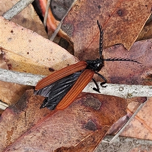 Porrostoma rhipidium at Bombay, NSW - 19 Oct 2024 11:33 AM