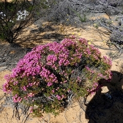 Calytrix (genus) (Turkey Bush) at Ajana, WA - 11 Sep 2024 by Paul4K