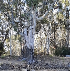 Eucalyptus sp. (A Gum Tree) at Rufus, NSW - 4 Mar 2021 by MB