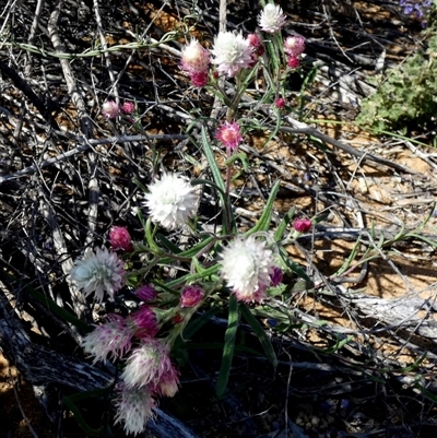 Unidentified Daisy at Ajana, WA - 11 Sep 2024 by Paul4K