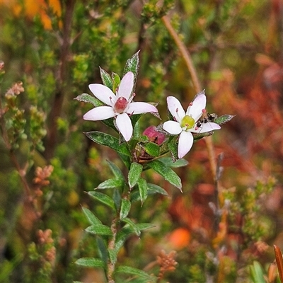 Rhytidosporum procumbens (White Marianth) at Bombay, NSW - 19 Oct 2024 by MatthewFrawley