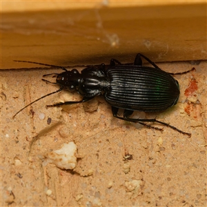 Notagonum submetallicum at Harrison, ACT - suppressed