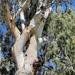 Eucalyptus (genus) (A Gum Tree) at Rufus, NSW - 6 Mar 2021 by MB