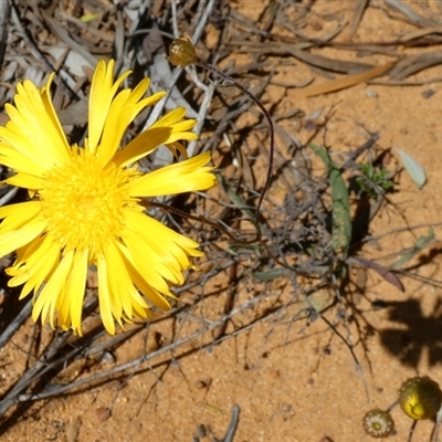 Podolepis canescens at Kalbarri National Park, WA - 11 Sep 2024 by Paul4K