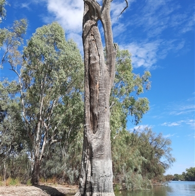 Eucalyptus sp. (A Gum Tree) at Renmark North, SA - 7 Mar 2021 by MB