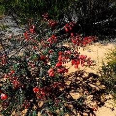 Unverified Other Shrub at Kalbarri National Park, WA - 11 Sep 2024 by Paul4K