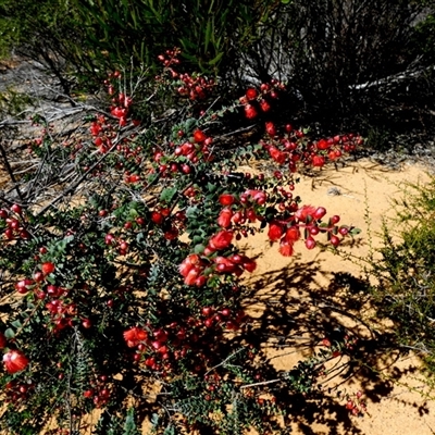 Unverified Other Shrub at Kalbarri National Park, WA - 11 Sep 2024 by Paul4K