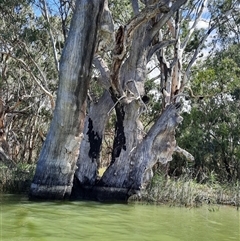 Eucalyptus sp. (A Gum Tree) at Renmark North, SA - 8 Mar 2021 by MB