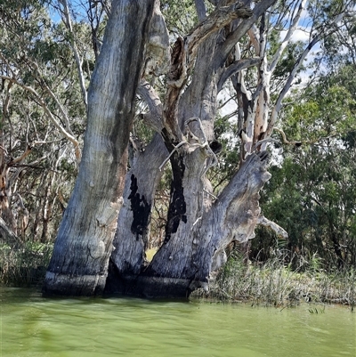 Eucalyptus (genus) (A Gum Tree) at Renmark North, SA - 8 Mar 2021 by MB