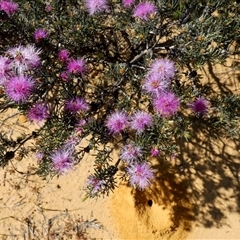 Unverified Other Shrub at Kalbarri National Park, WA - 11 Sep 2024 by Paul4K