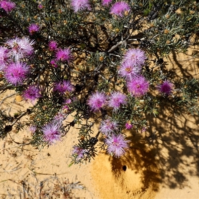 Unverified Other Shrub at Kalbarri National Park, WA - 11 Sep 2024 by Paul4K