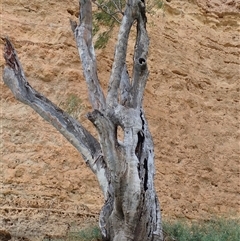 Eucalyptus (genus) (A Gum Tree) at Wigley Flat, SA - 13 Mar 2021 by MB
