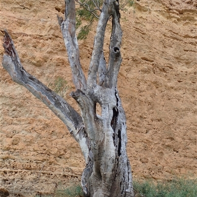 Eucalyptus (genus) (A Gum Tree) at Wigley Flat, SA - 13 Mar 2021 by MB