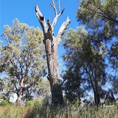 Eucalyptus (genus) (A Gum Tree) at Blanchetown, SA - 17 Mar 2021 by MB