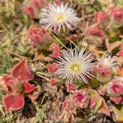 Unverified Cactus / Succulent - 1 Jan 1900 by HelenCross