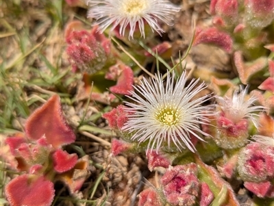 Unidentified Cactus / Succulent at Kalbarri, WA - 19 Oct 2024 by HelenCross