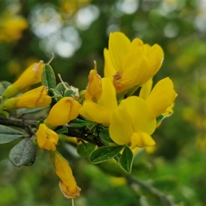 Genista monspessulana at Goulburn, NSW - 19 Oct 2024 04:20 PM