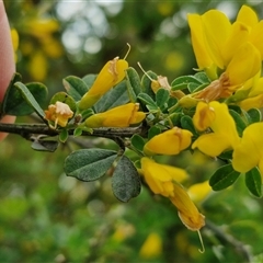 Genista monspessulana at Goulburn, NSW - 19 Oct 2024 04:20 PM