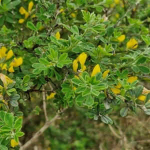 Genista monspessulana at Goulburn, NSW - 19 Oct 2024 04:20 PM