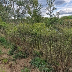 Genista monspessulana at Goulburn, NSW - 19 Oct 2024 04:20 PM