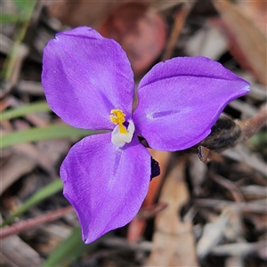 Patersonia sericea var. sericea at Bombay, NSW - 19 Oct 2024 11:30 AM