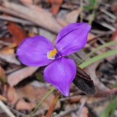 Patersonia sericea var. sericea at Bombay, NSW - 19 Oct 2024 11:30 AM