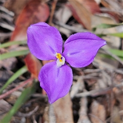 Patersonia sericea var. sericea at Bombay, NSW - 19 Oct 2024