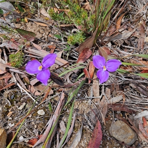 Patersonia sericea var. sericea at Bombay, NSW - 19 Oct 2024 11:30 AM