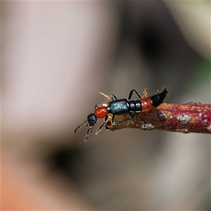 Paederus sp. (genus) at Uriarra Village, ACT - 11 Oct 2024