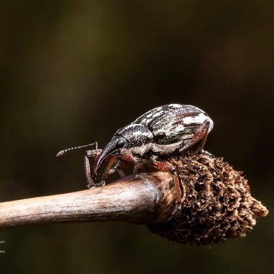 Aoplocnemis sp. (genus) (A weevil) at Barren Grounds, NSW - 17 Oct 2024 by Roger