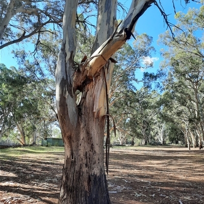 Eucalyptus (genus) (A Gum Tree) at Loxton, SA - 11 Mar 2021 by MB