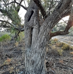 Eucalyptus (genus) (A Gum Tree) at Cadell, SA - 15 Mar 2021 by MB